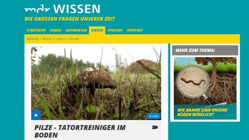Screenshot MDR-Film "Pilze - Tatortreiniger im Boden"