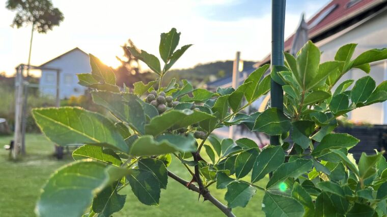 Zanthoxylum piperitum (Szechuanpfeffer, Japanischer Pfeffer), gewachsen in Jena-Zwätzen