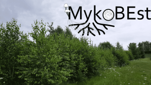 Kurzumtriebsplantage auf dem Testfeld Gessenwiese im Juli 2021 + Projektlogo MykoBEst