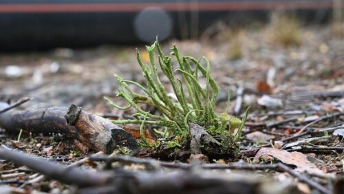 In Ronneburg erobert sich die Natur ein Gebiet zurück, auf dem früher einmal Uran abgebaut wurde.