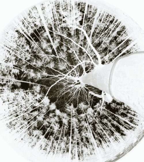 Hemisphärische Aufnahme (negativ) unter einer Rot-Buche im Kiefernbestand - Forschung zur Ökohydrologie von Solitärbuchen